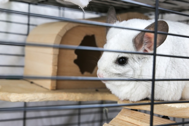 Cincillà bianco seduto nella sua gabbia. Simpatico animale domestico soffice in casa.