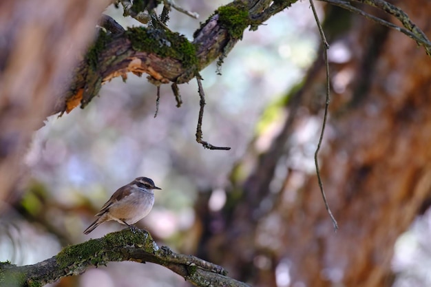 Cinclodes dalle ali crema Cinclodes albiventris