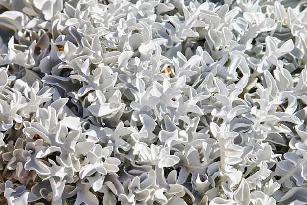 Cineraria, arbusti, fiori, simili al corallo