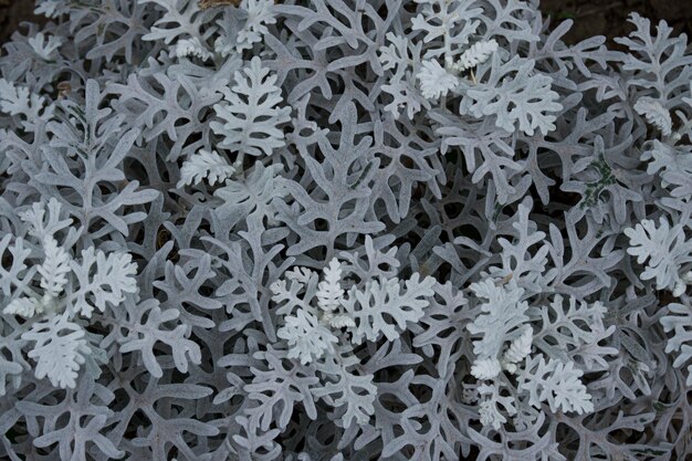 cineraria ricoperta di lanugine bianca, pianta soffice in un'aiuola