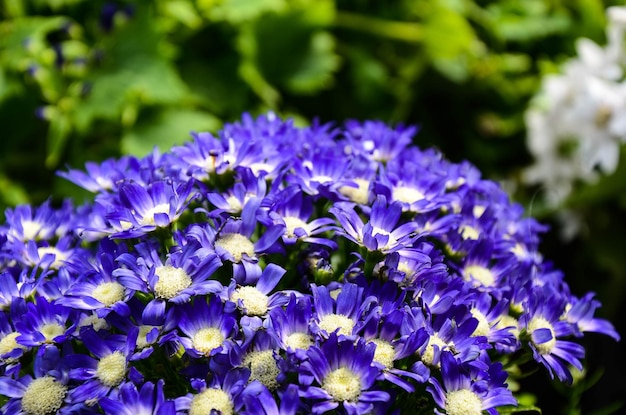 Cineraria Senecio cruentus