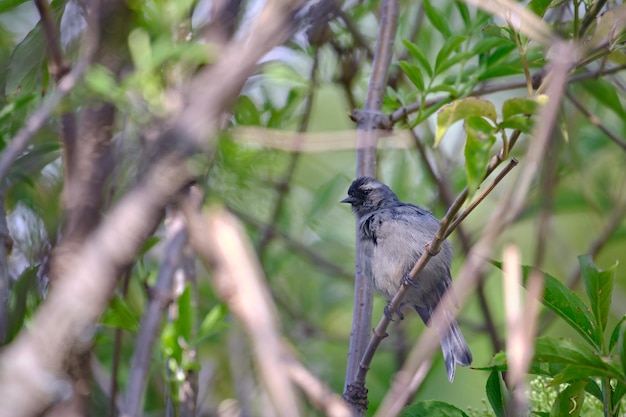 Cinereous Conebill Conirostrum cinereum appollaiato tra i rami