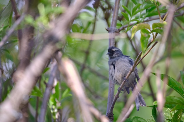 Cinereous Conebill Conirostrum cinereum appollaiato tra i rami