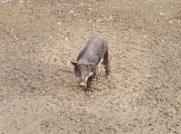 Cinghiale a terra