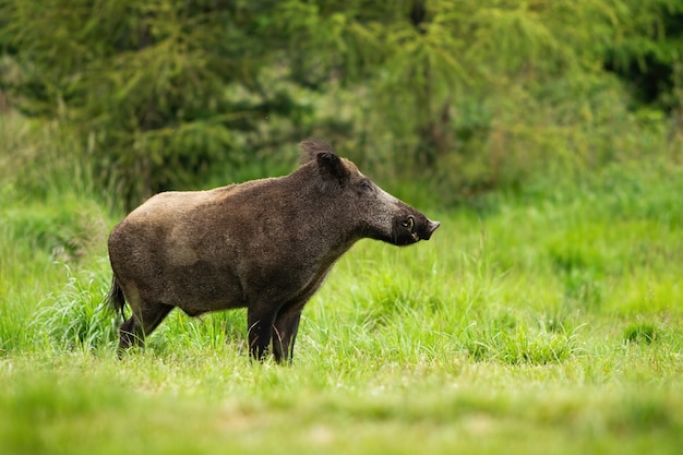 Cinghiale adulto con grande muso in piedi nella tranquilla foresta verde green