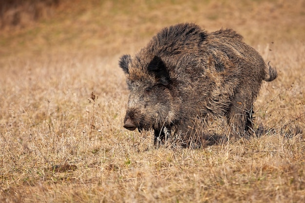 Cinghiale che cammina sui prati asciutti nella natura di autunno