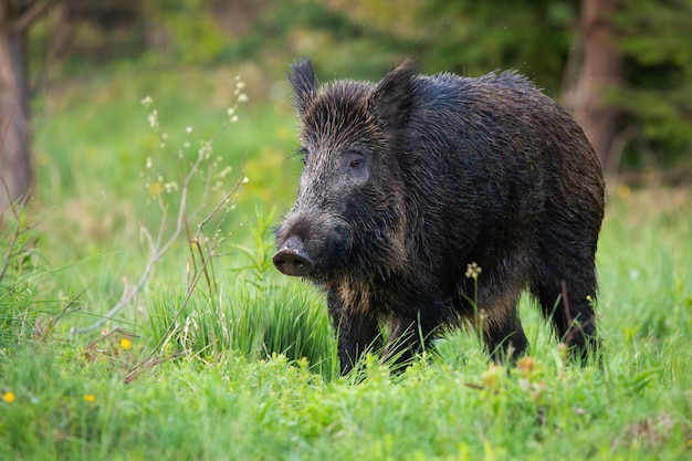 Cinghiale che sta su un prato