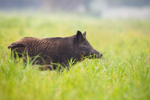 Cinghiale che sta sul prato dal lato con lo spazio della copia