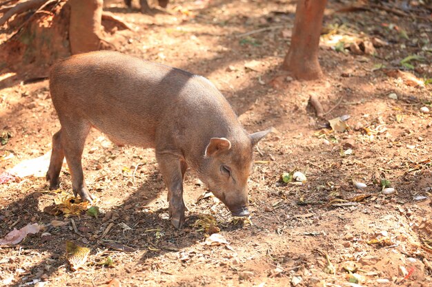 Cinghiale con la luce del sole.