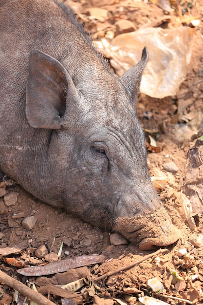 Cinghiale con la luce del sole.