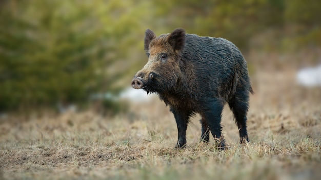 Cinghiale con zanne bianche che spuntano dal muso sul prato di primavera