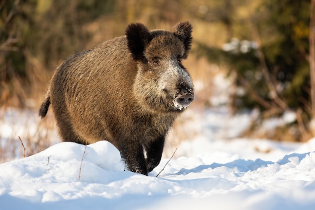 Cinghiale duro che funziona su un prato nevoso coperto in neve nell'orario invernale.