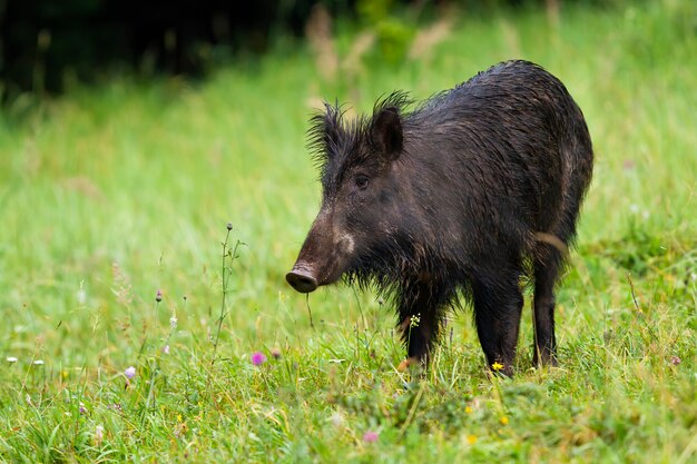 Cinghiale ignaro, sus scrofa, sul giacimento del fieno in regione selvaggia che osserva da parte con l'erba vaga verde. Sospettare mammifero che sta nell'erba con lo spazio della copia. Onnivoro peloso in natura dalla vista frontale