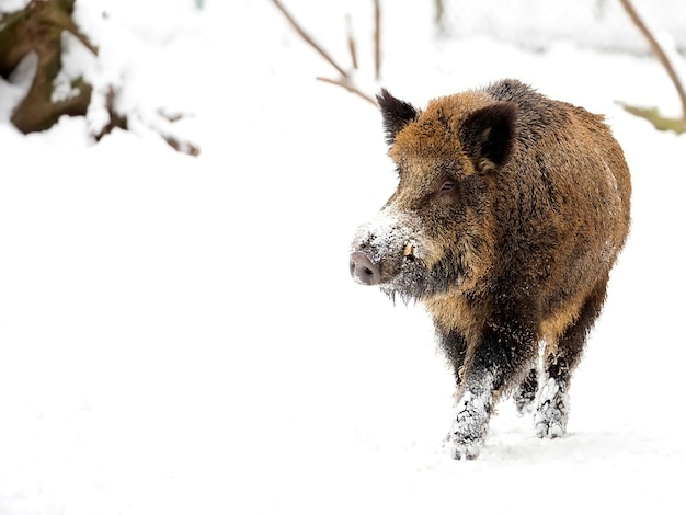 Cinghiale in inverno