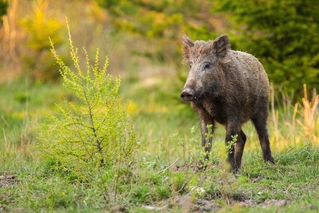 Cinghiale in piedi su un prato con cespuglio verde nella natura primaverile