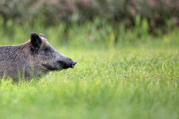 Cinghiale in una radura