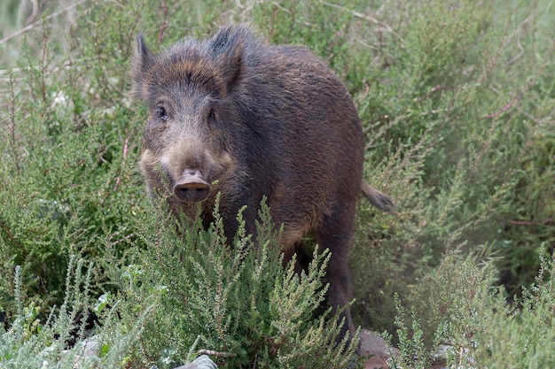 Cinghiale, maiale selvatico comune, maiale selvatico eurasiatico o maiale selvatico (Sus scrofa) Almeria, Spagna