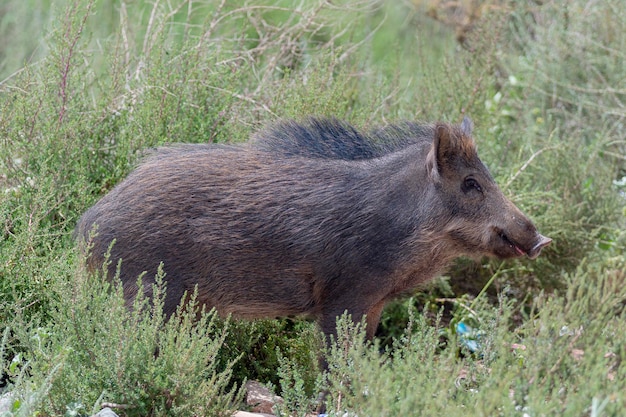 Cinghiale, maiale selvatico comune, maiale selvatico eurasiatico o maiale selvatico (Sus scrofa) Almeria, Spagna