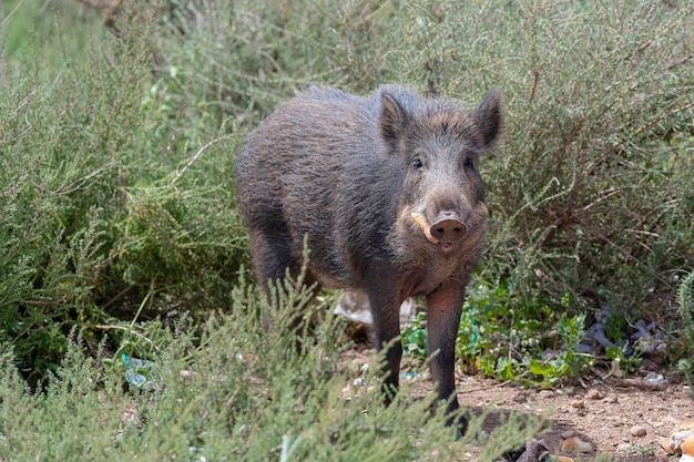 Cinghiale, maiale selvatico comune, maiale selvatico eurasiatico o maiale selvatico (Sus scrofa) Almeria, Spagna