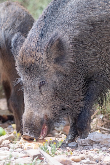 Cinghiale, maiale selvatico comune, maiale selvatico eurasiatico o maiale selvatico (Sus scrofa) Almeria, Spagna