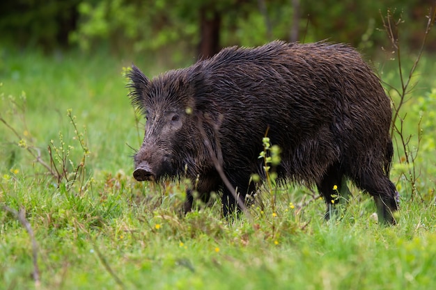 Cinghiale minaccioso che va sulla radura nella sera di estate dalla vista laterale