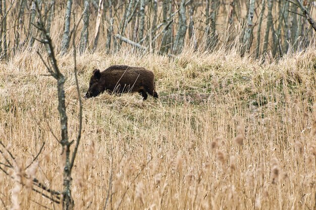 Cinghiale nel parco nazionale di darss sulla penisola di Zingst foraggiamento di mammiferi in libertà