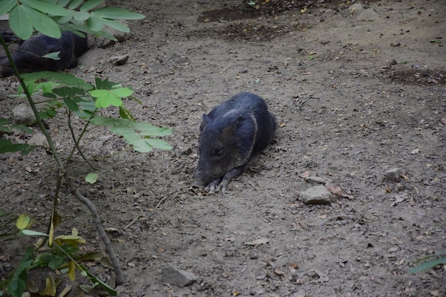 Cinghiale nel Parco Storico di Guayaquil Ecuador