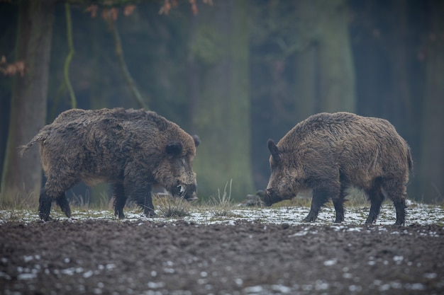 cinghiale nell'habitat naturale animale pericoloso nella foresta repubblica ceca natura sus scrofa