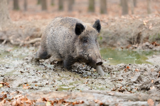 Cinghiale nella foresta d'autunno