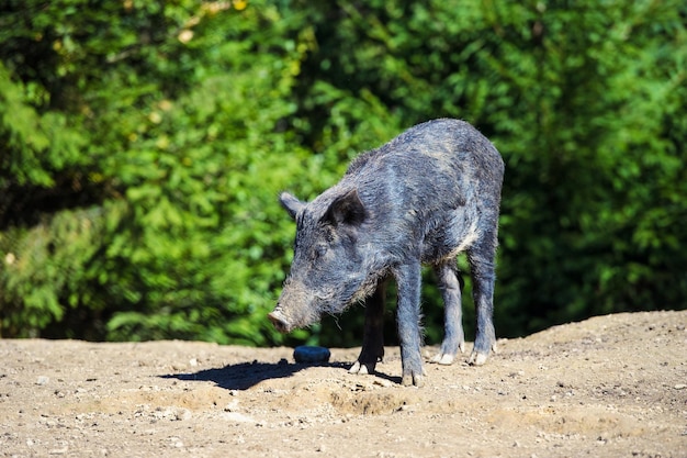 Cinghiale nella foresta di autunno