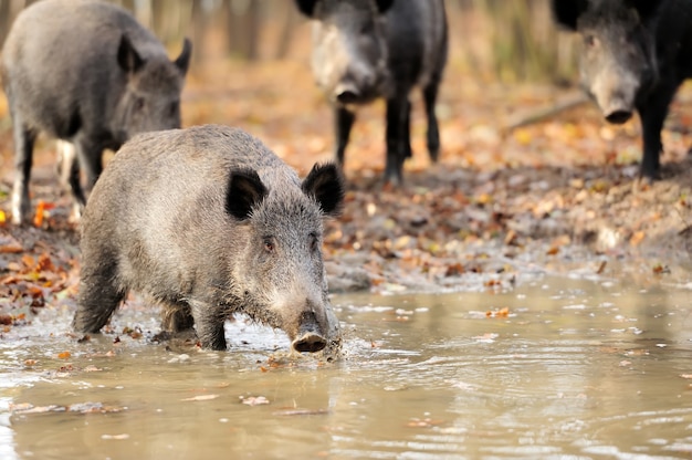 Cinghiale nella foresta di autunno