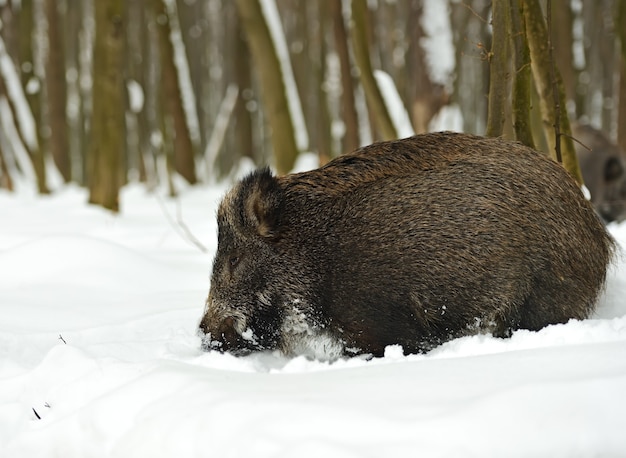 Cinghiale nella foresta invernale