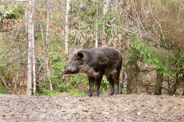 Cinghiale nella foresta