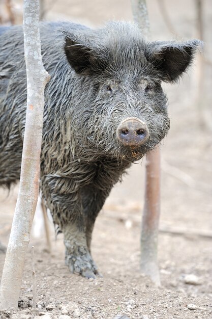 Cinghiale nella foresta