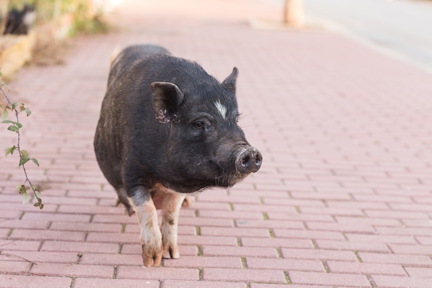 Cinghiale nero o maiale da vicino.