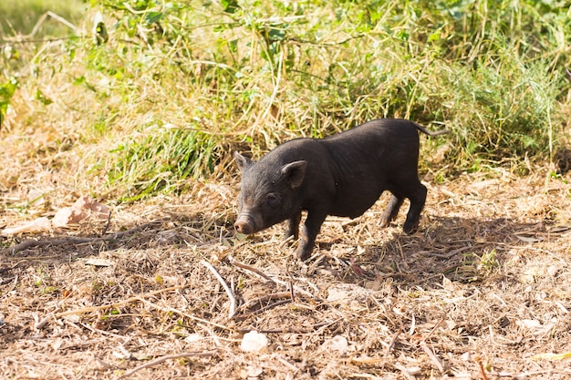 Cinghiale nero o maiale da vicino.