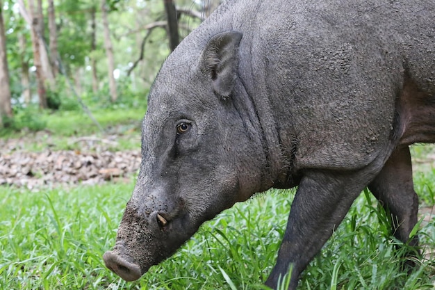 Cinghiale o Sus scrofa Specie a rischio minimo