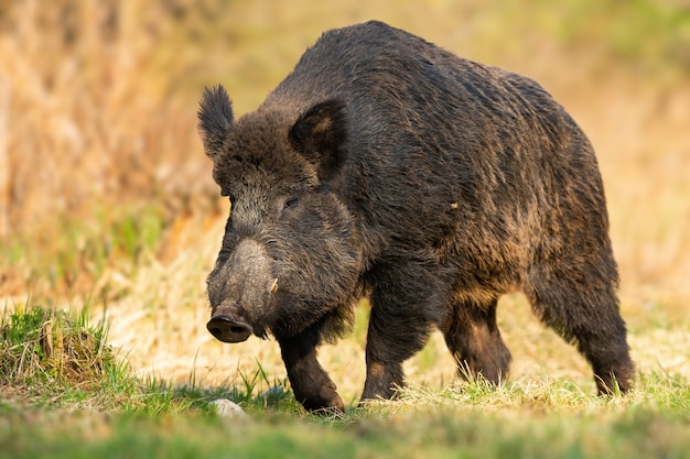 Cinghiale pericoloso che si avvicina dalla parte anteriore sulla radura in primavera