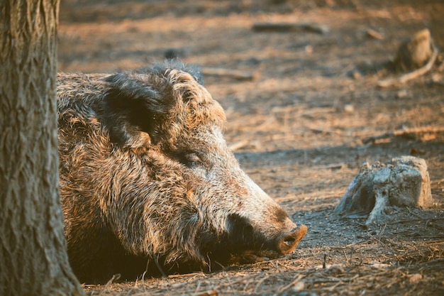 Cinghiale sus scofa