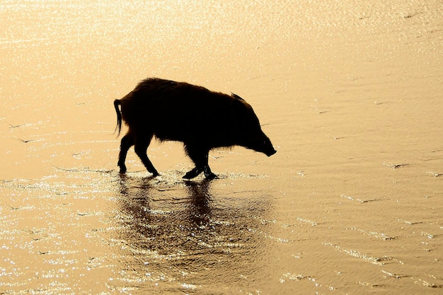 Cinghiale Sus scrofa È un mammifero artiodattilo della famiglia dei suidi