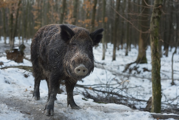 Cinghiale