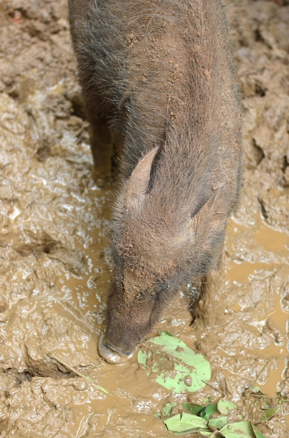 Cinghiale