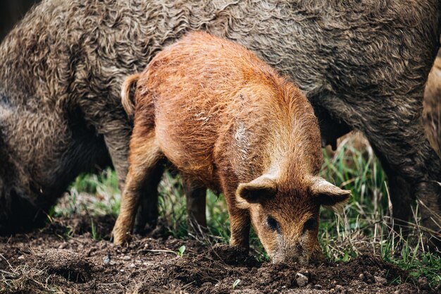 Cinghiali Sus scrofa famiglia animale con cinghiale nella foresta autunnale in Europa