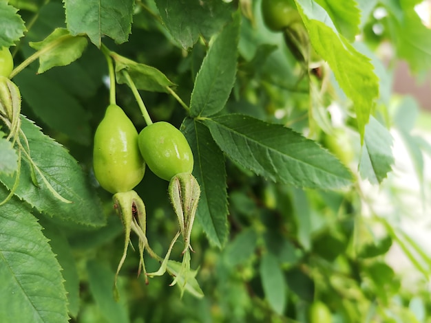 Cinorrodi verdi su un ramo di un cespuglio in una giornata estiva.