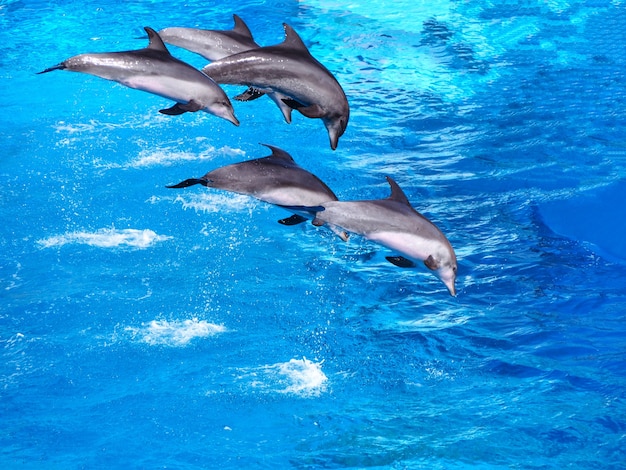 Cinque bei delfini che saltano sopra l&#39;acqua nella piscina per la priorità bassa della natura