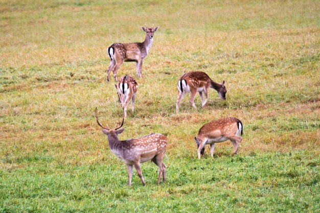 Cinque daini pascolano in un prato della foresta in una giornata di sole