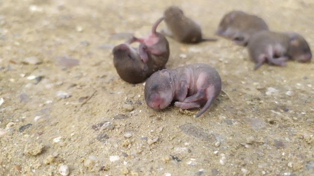 Cinque o più topi grigi appena nati giacciono a terra