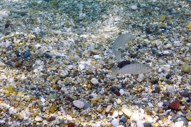 Ciottoli sott'acqua mare limpido con pesci che nuotano