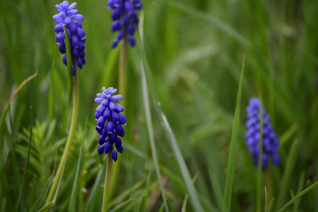 Cipolla di vipera o giacinto di topo lut Muscari in una giornata di primavera in giardino contro uno sfondo verde