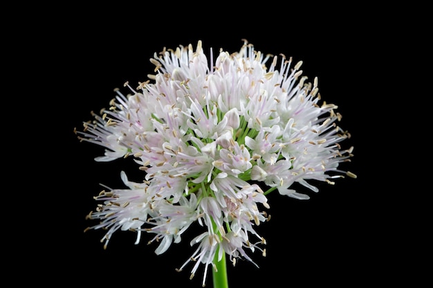 Cipolla fiore decorativo Allium "Globemaster". Slizun di cipolla selvatica.